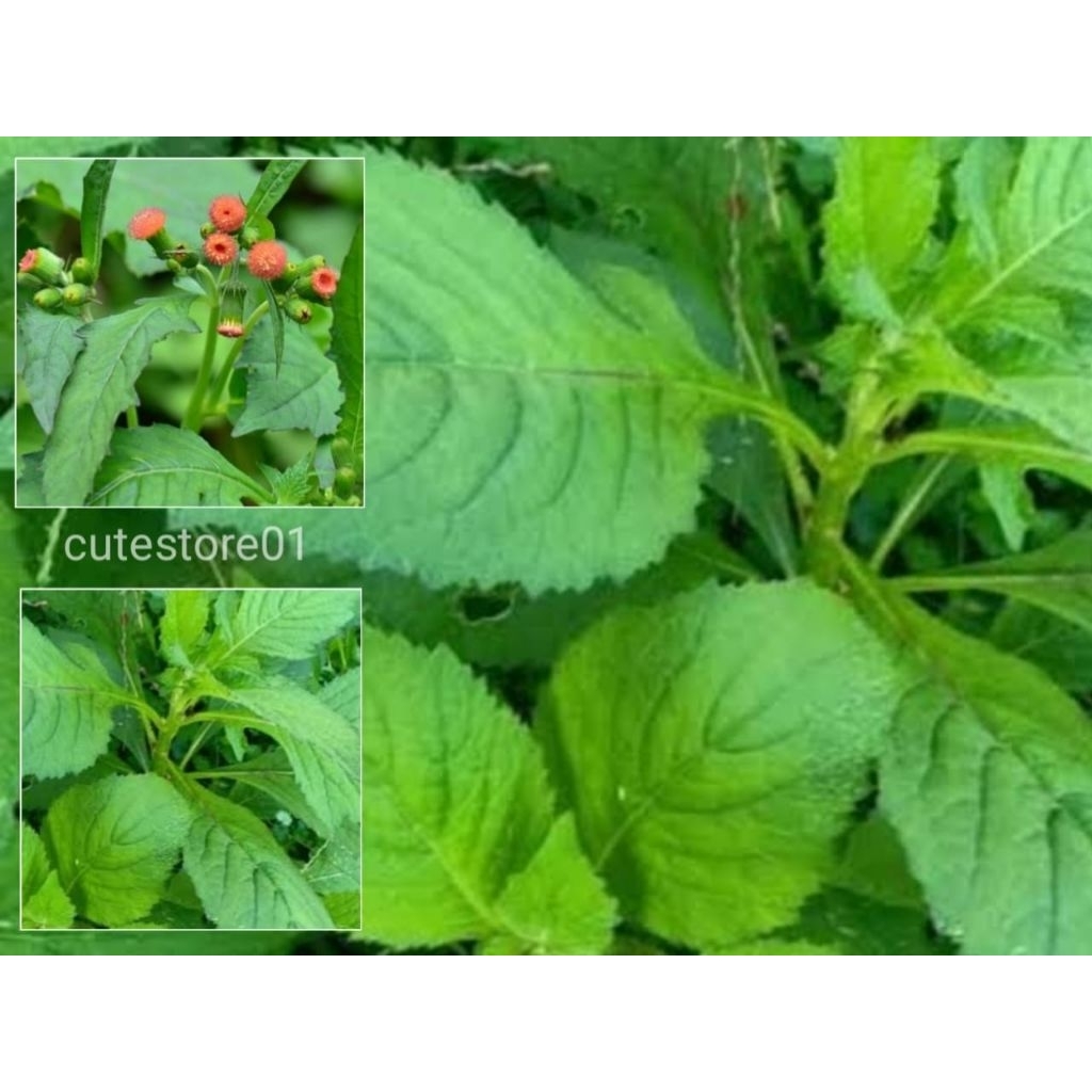 

Daun Sintrong Lalapan Segar 500gram Termurah