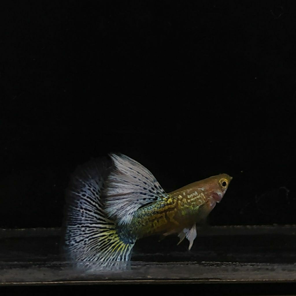 stiker guppy blue dragon hm