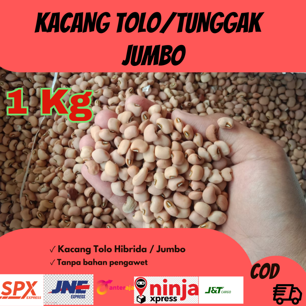 

1 Kg KACANG TUNGGAK HIBRIDA SUPER JUMBO
