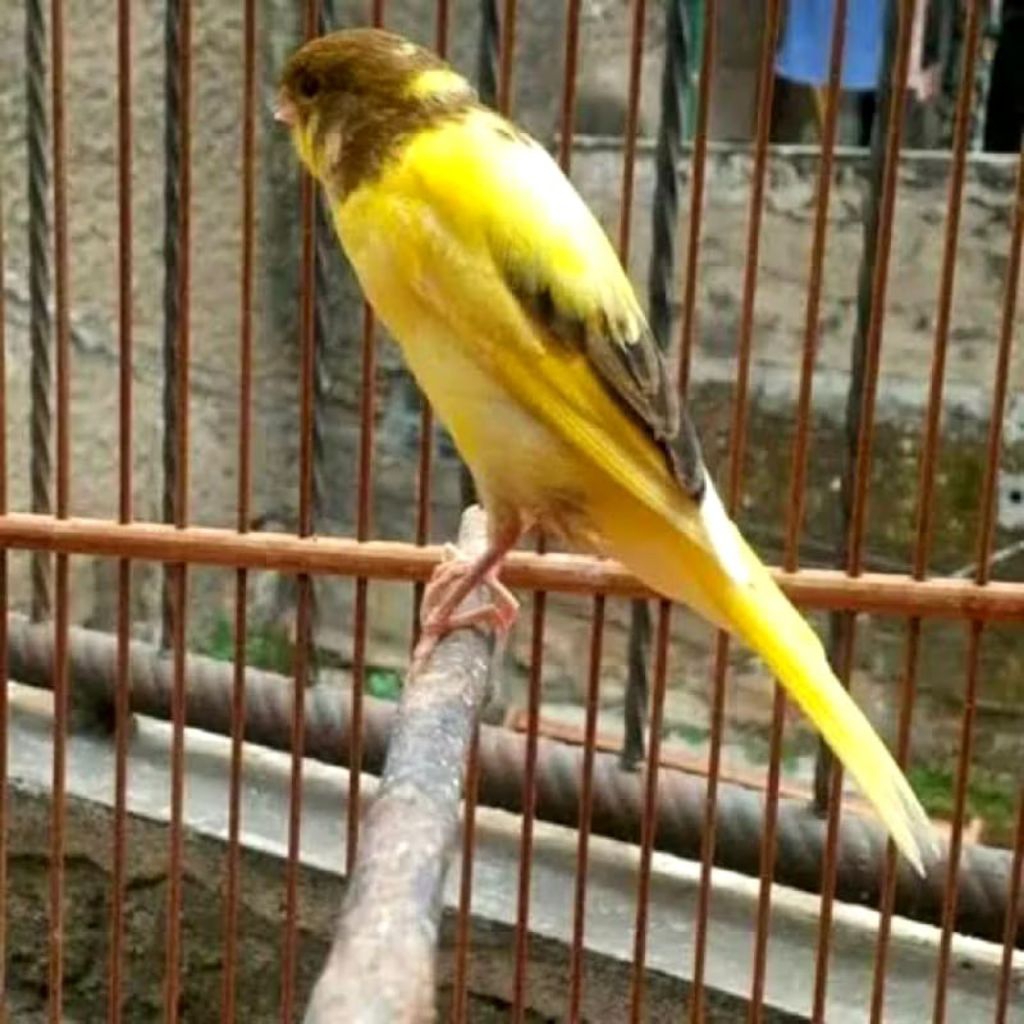 Burung Kenari F1 Bahan full mulus terbaik