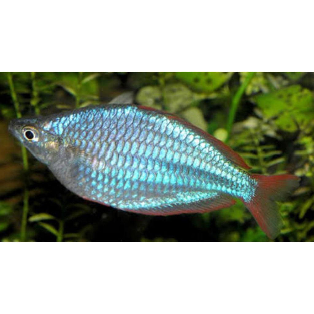 Ikan rainbow peacok-ikan Aquscape