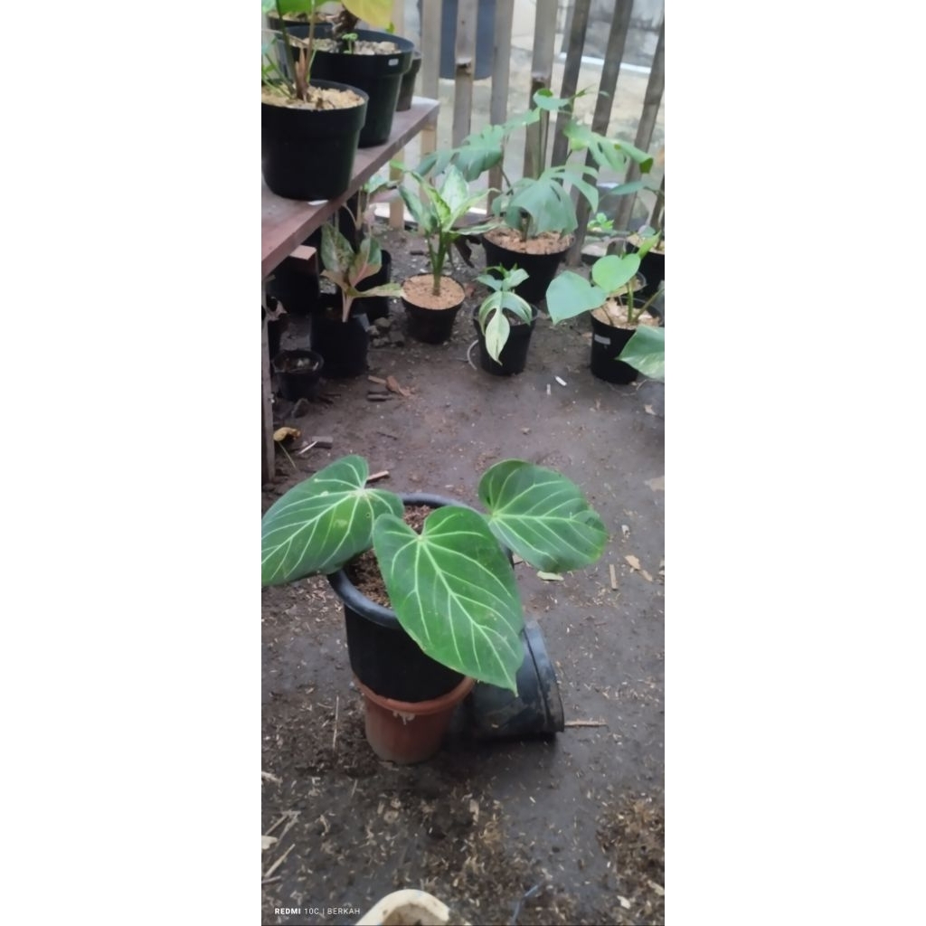 Anthurium Kuping Gajah HU/King of spades