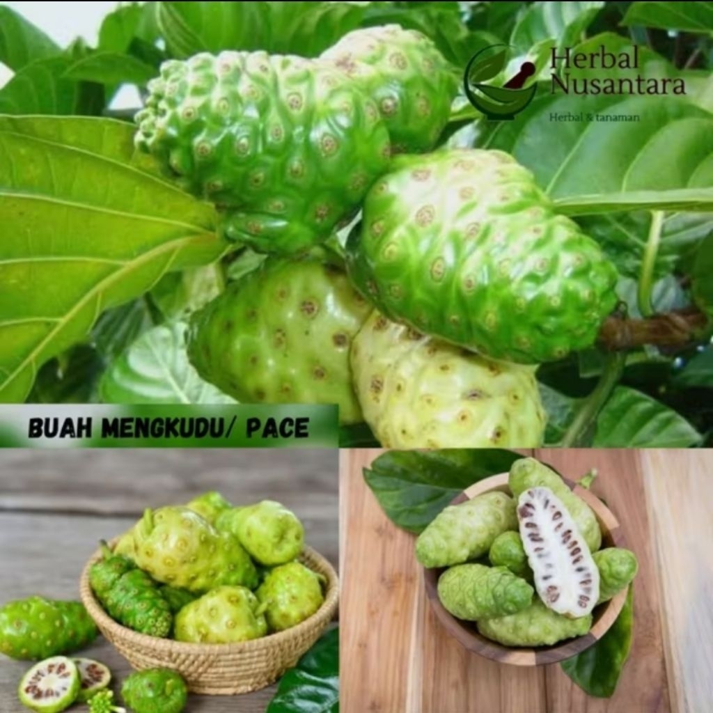 

Mengkudu/Pace Petik Segar – 1kg Buah Herbal Tradisional
