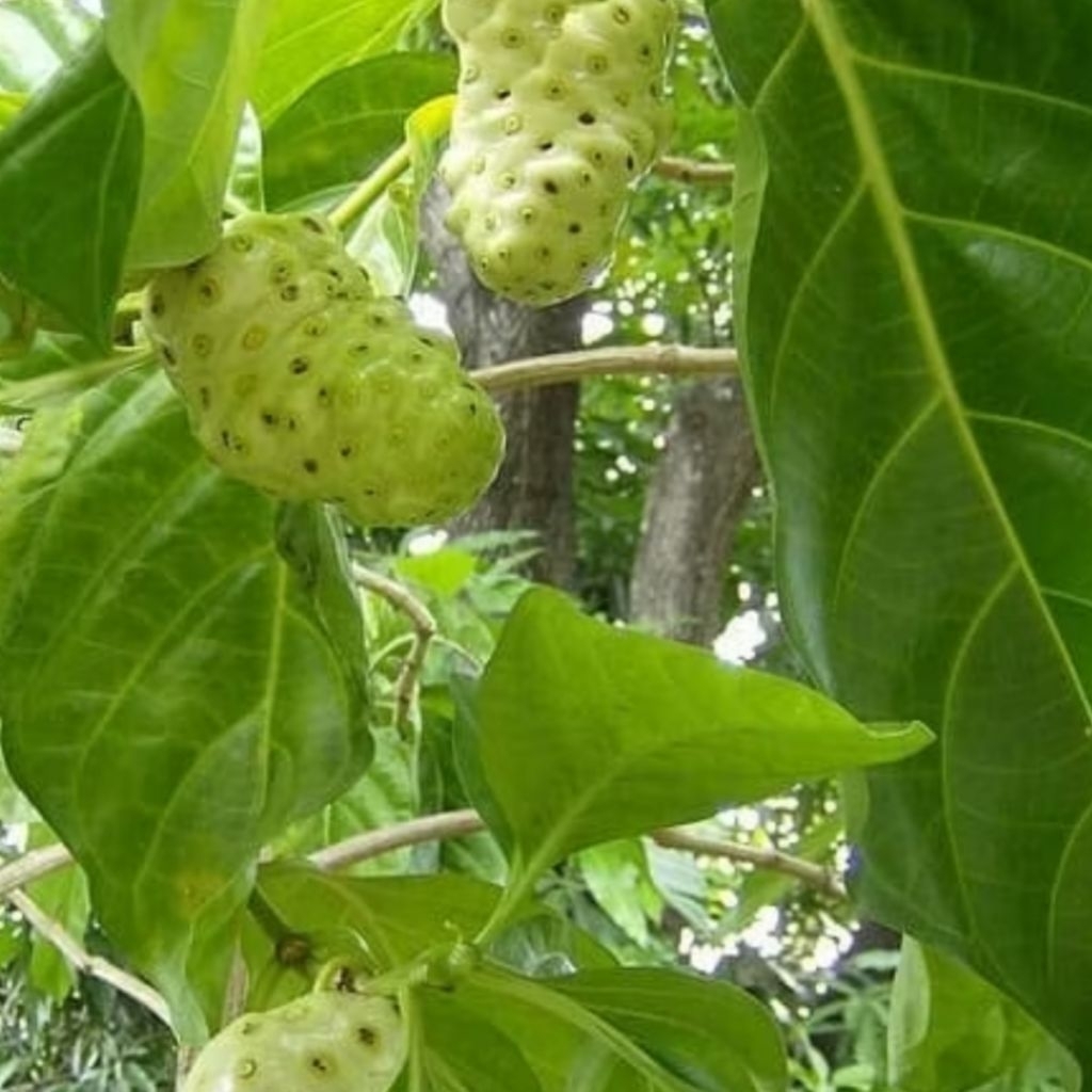 

Mengkudu/Pace Fresh – Siap Olah & Penuh Khasiat 500 Gram