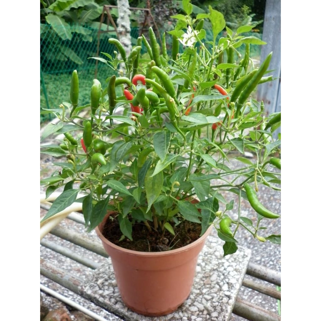 

MURAH!!TANAMAN POHON CABE RAWIT TERLARIS