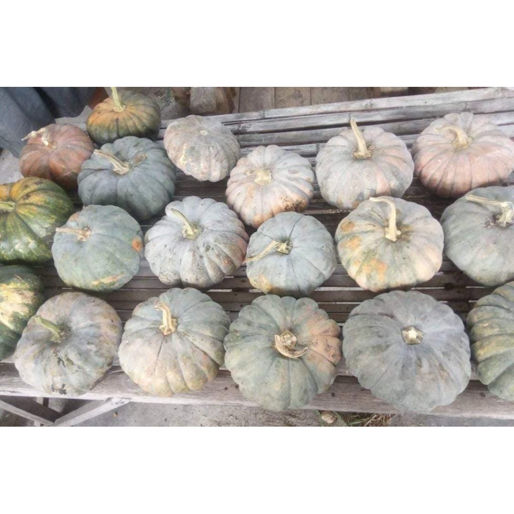 

labu Siam / waluh bokor / labu madu