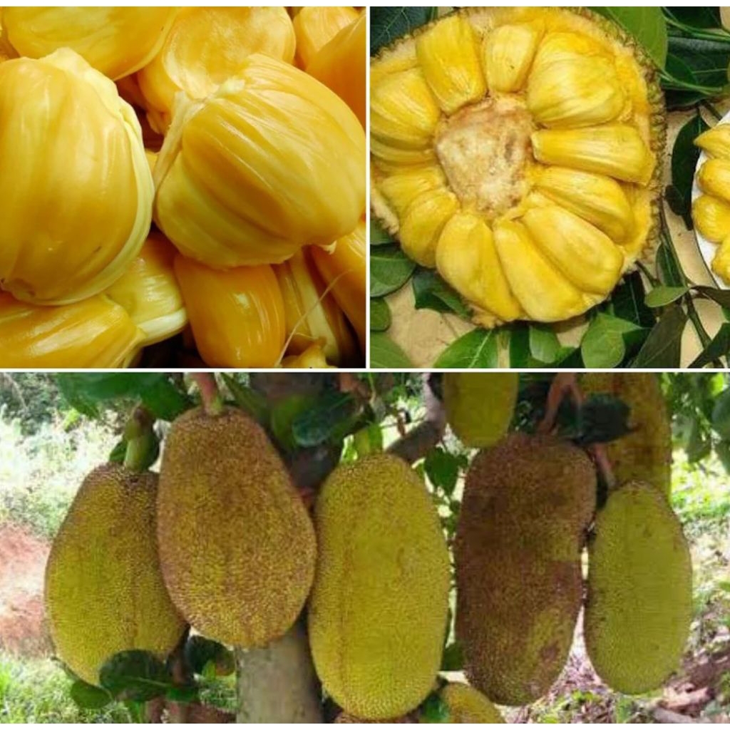 

buah nangka madu premium manis dan segar