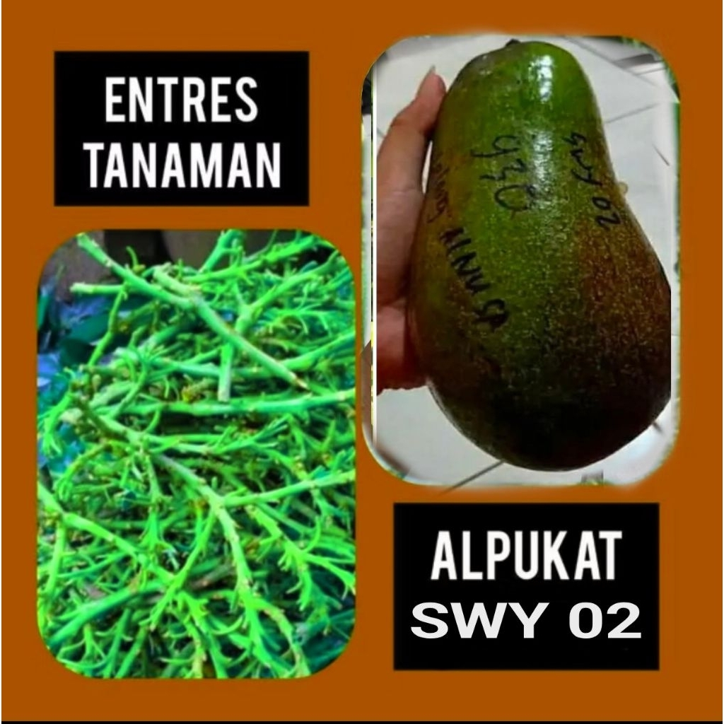 entres alpukat swy 02 cilacap