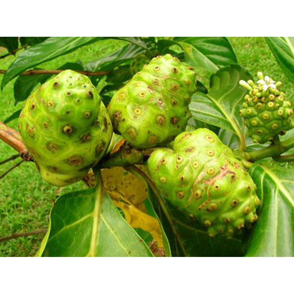 

jual mengkudu meskipun rasa nyh hambar tapi manfaat nyh banyak