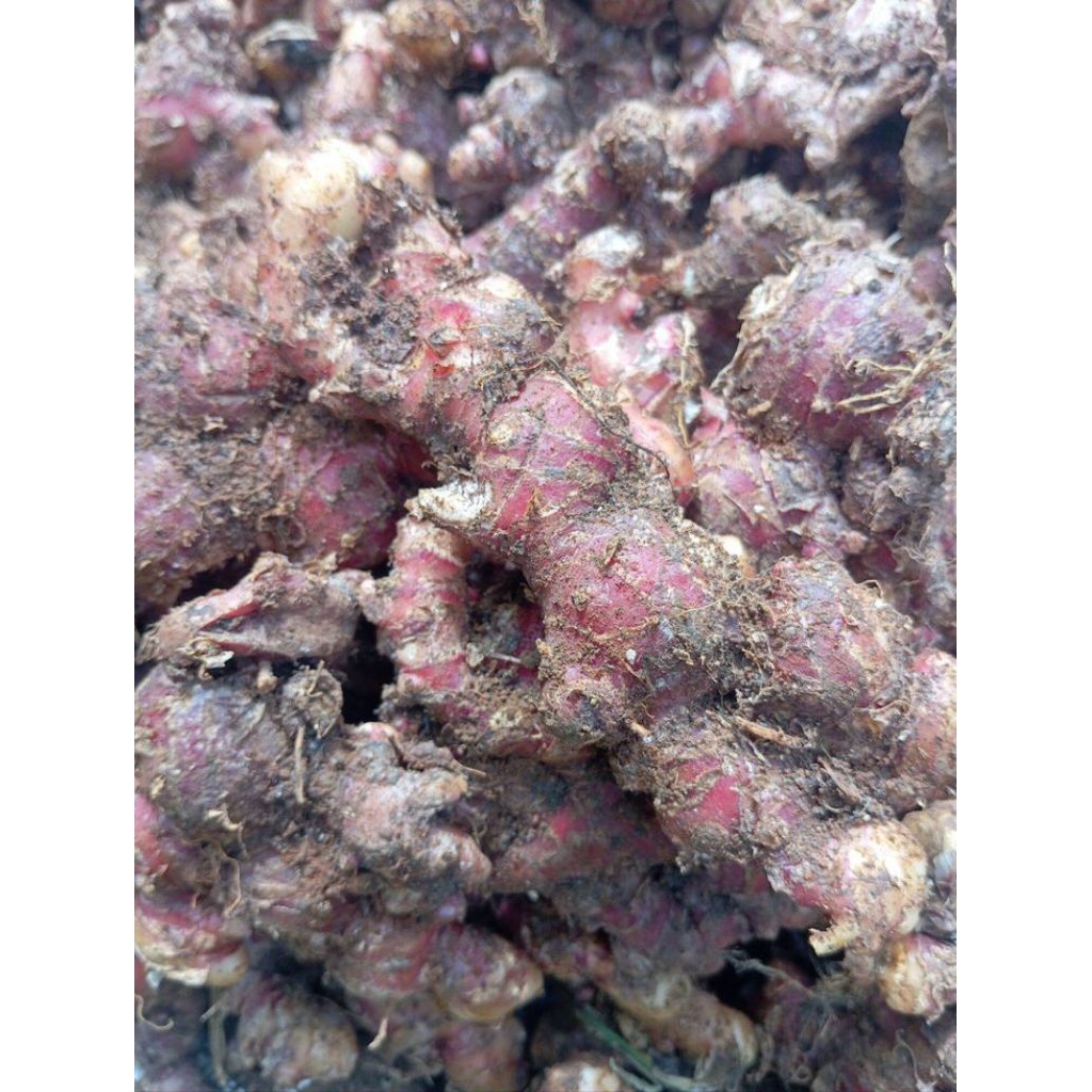 

Jahe merah segar/Red ginger fresh size 1kg