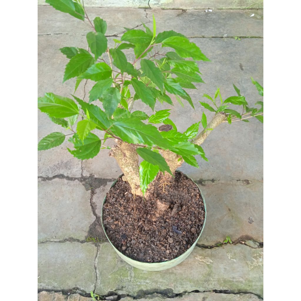 Bahan bonsai bibit tanaman hias bunga sepatu