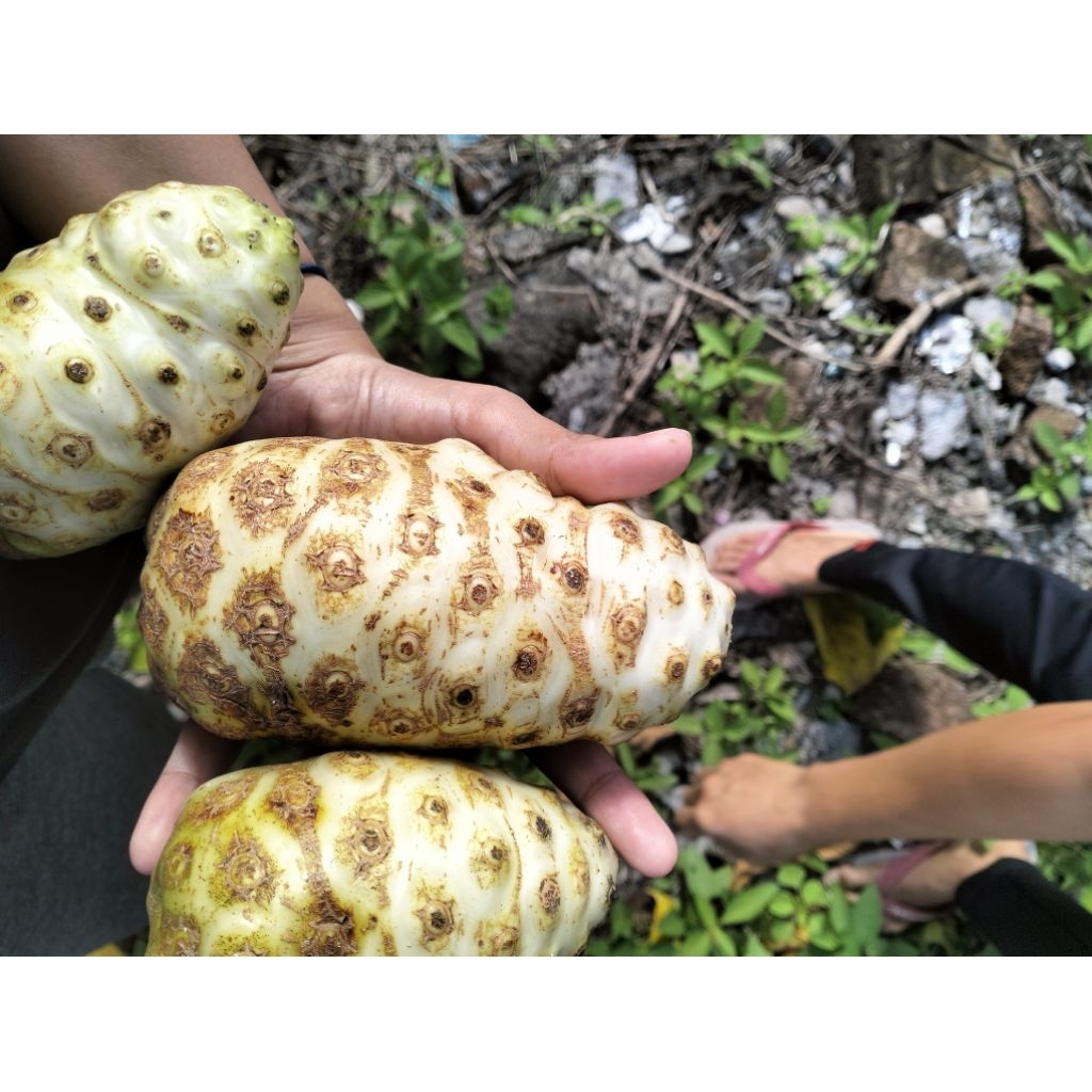 

Buah Pace Megkudu/Bentis/kemudu