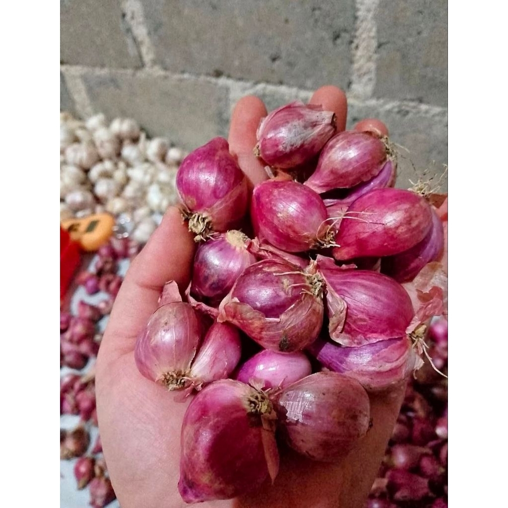 

Bawang Merah Segar kering ukuran kecil tanggung (200g,500g,1kg)