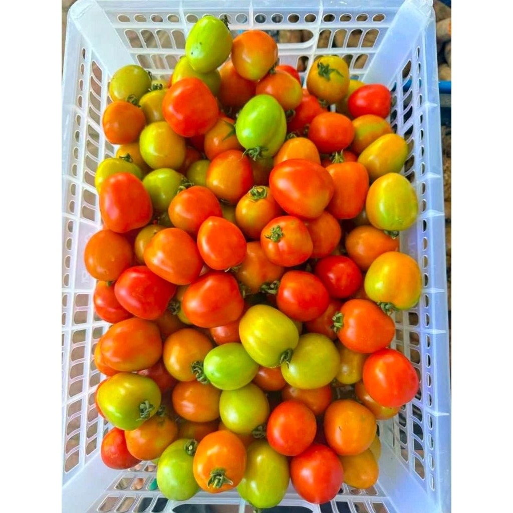 

Tomat 500g-1kg dijamin datang tetap segar dan fresh