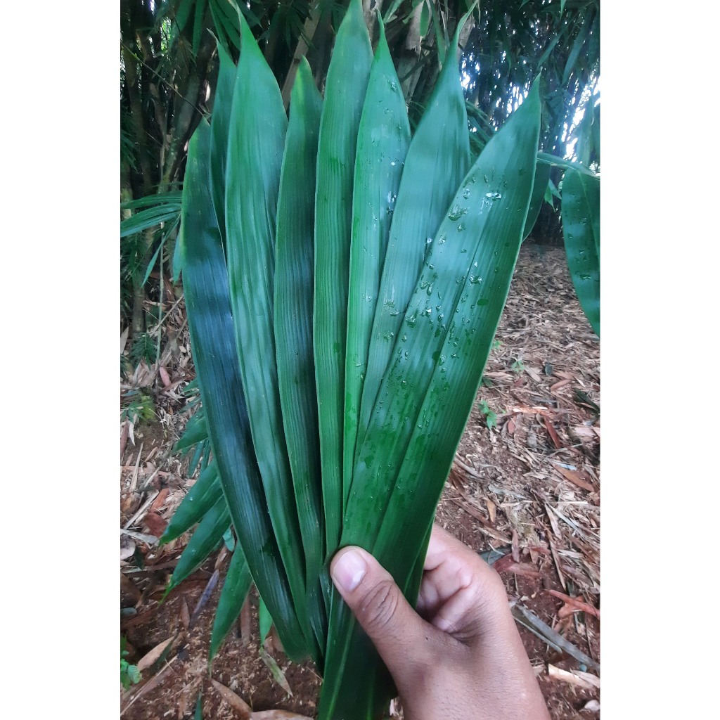 

DAUN BAMBU SEDANG SEGAR 100 LEMBAR SIAP PAKAI lebar 5 cm panjang 35 cm