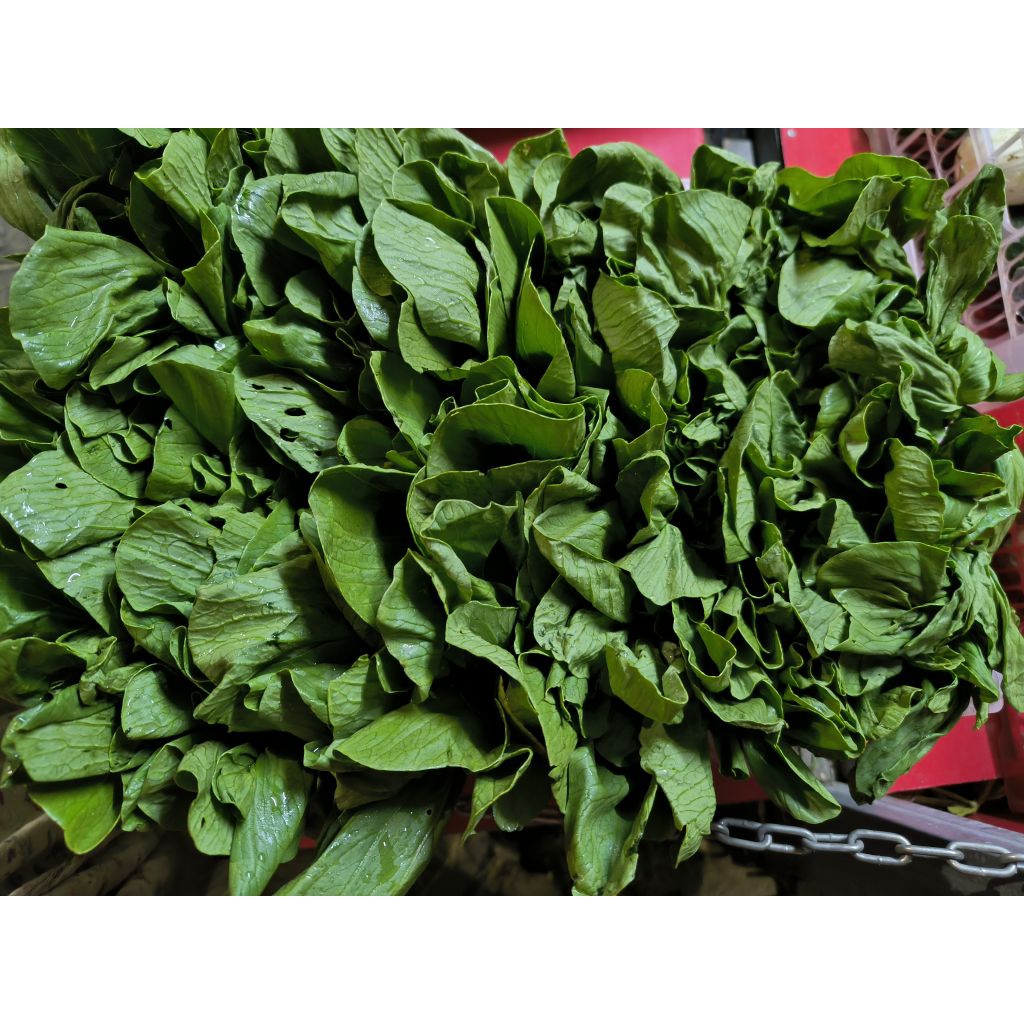 

sawi daging (pakcoy)