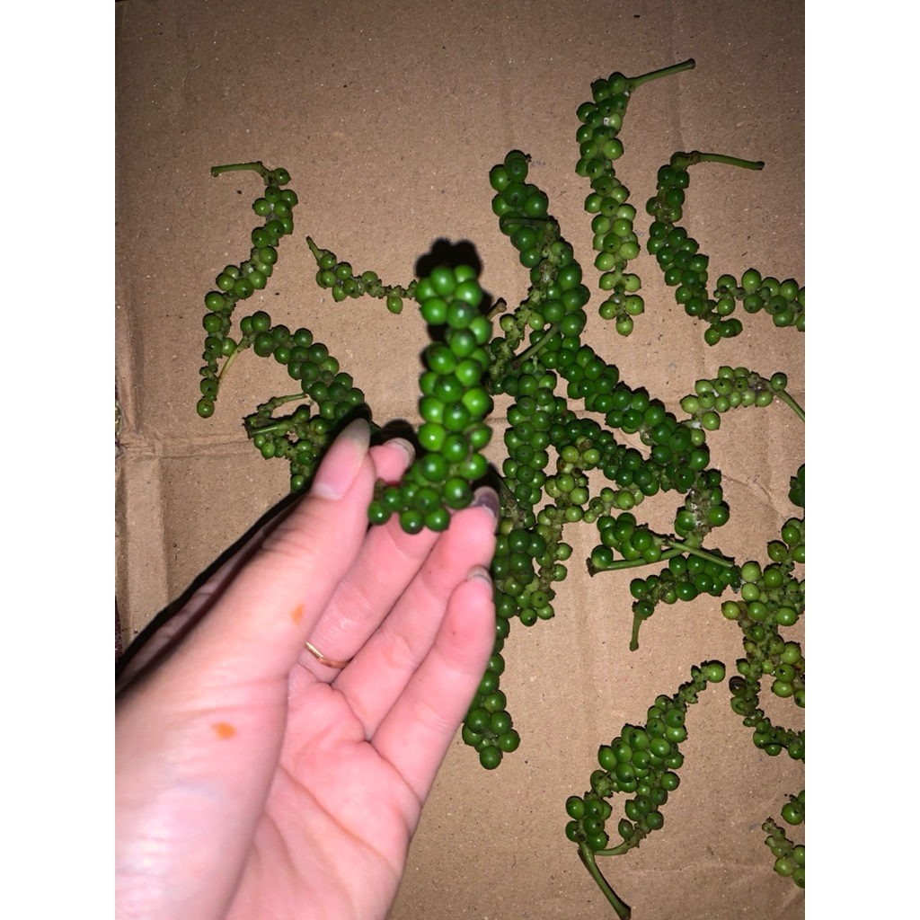 

lada hijau atau merica segar per 100g