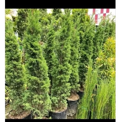 Tanaman hias cemara lilin 2 meter