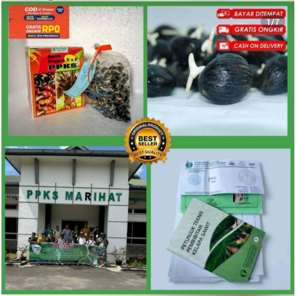BIBIT BENIH,KECAMBAH UNGGUL (PPKS MARIHAT LANGKAT SERTIFIKAT)*