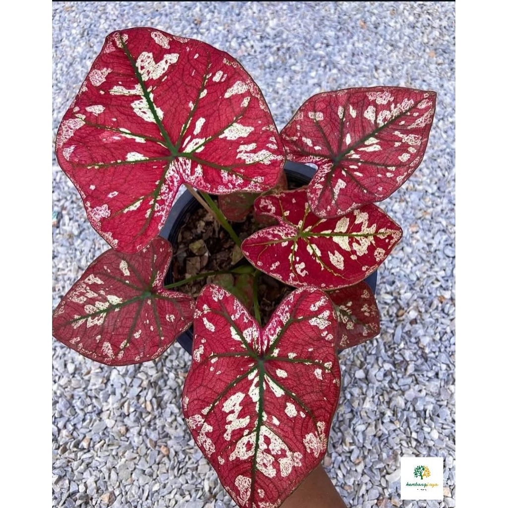 caladium hybrid merah putih - tanaman hias keladi hybrid