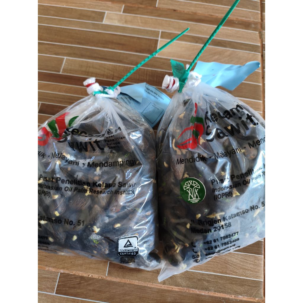 biji benih kecambah sawit PPKS unggul - siap semai