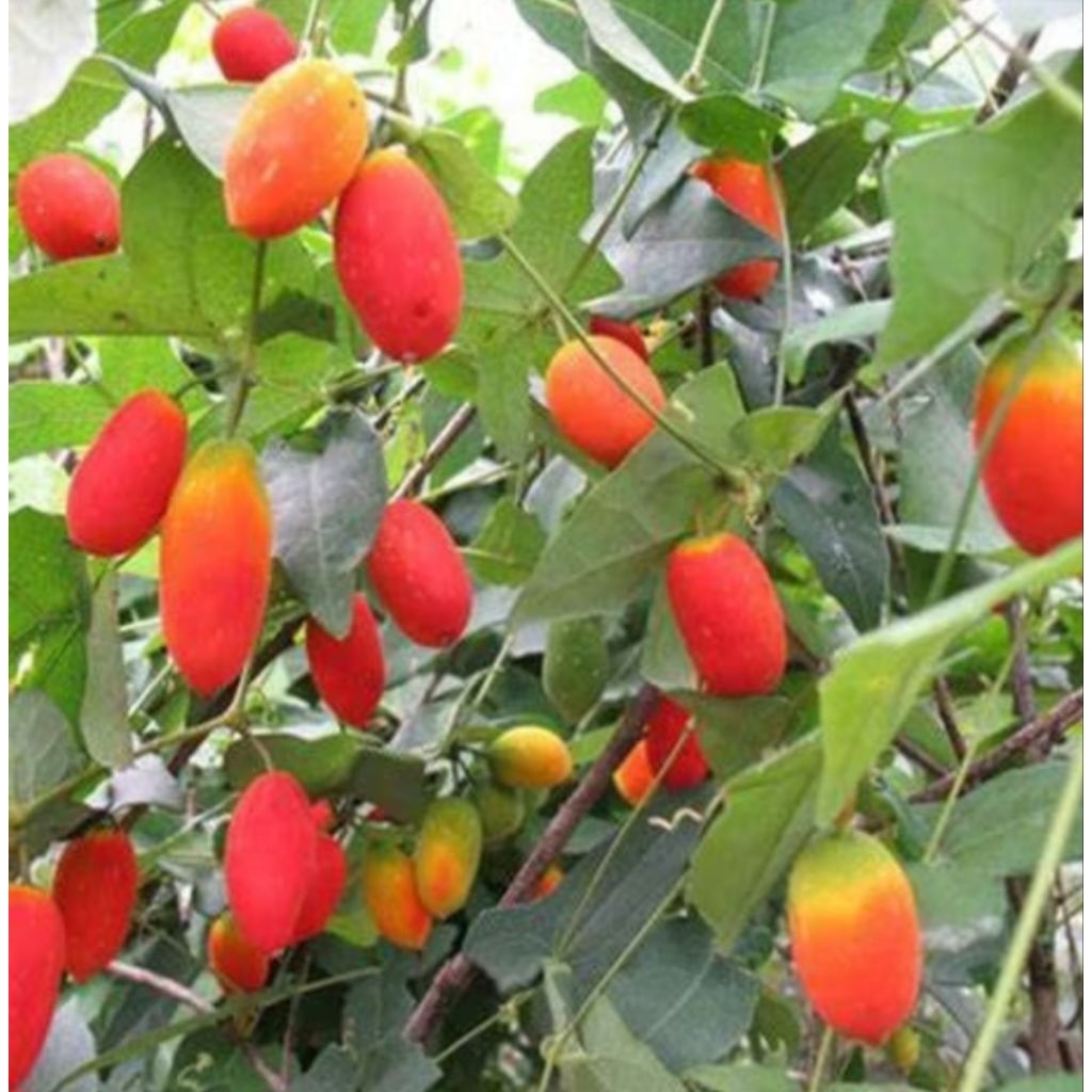 Bibit benih timun tikus timun padang kemarungan,timun hutan bobontengan buah langka isi 10 biji