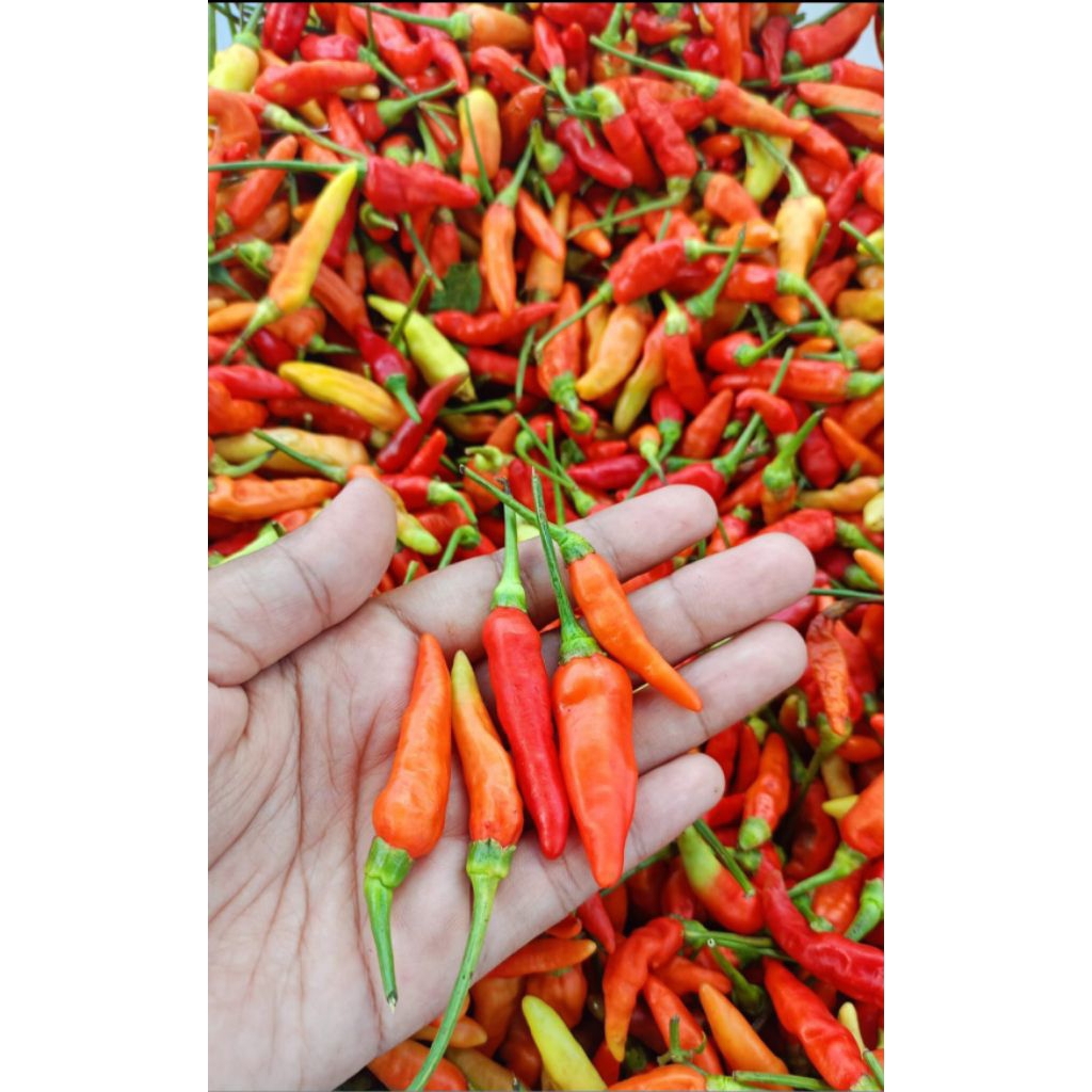 

cabai lokal khas kota banyuwangi ukuran variasi fresh langsung ambil dari petani