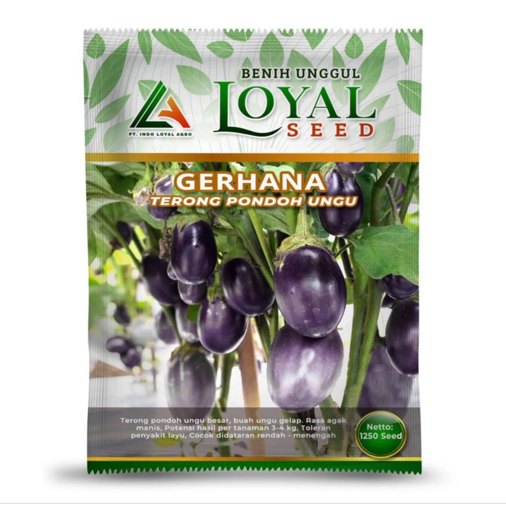 GERHANA TERONG PONDOH UNGU