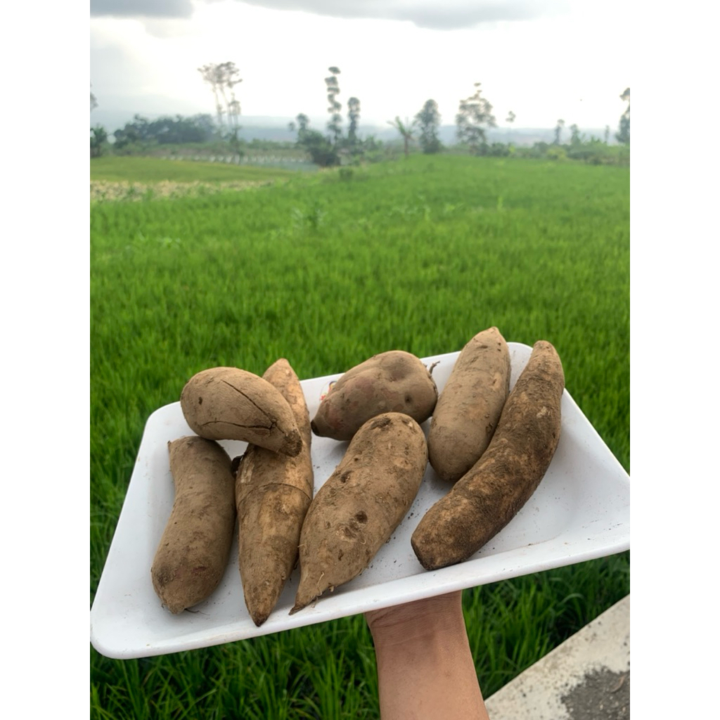 

Ubi yacon ukuran sedang 1kg berisi 5-6 buah