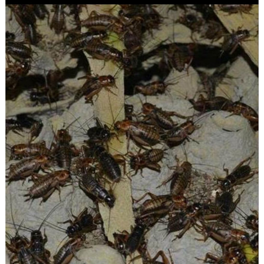jangkrik hidup frees/alam /ternak