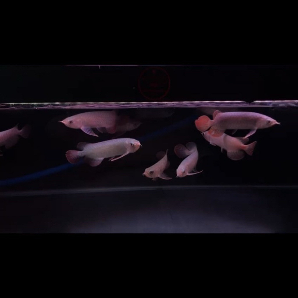 Arwana Banjar Red ITL ( i tiaw lung ) / arowana banjar red ITL 18cm