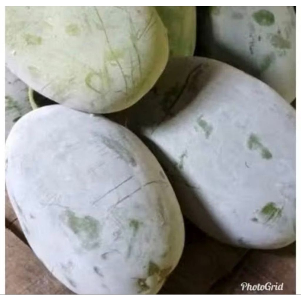 

Buah Kundur / Buah Labu Air / Bligo 3-3,7kg