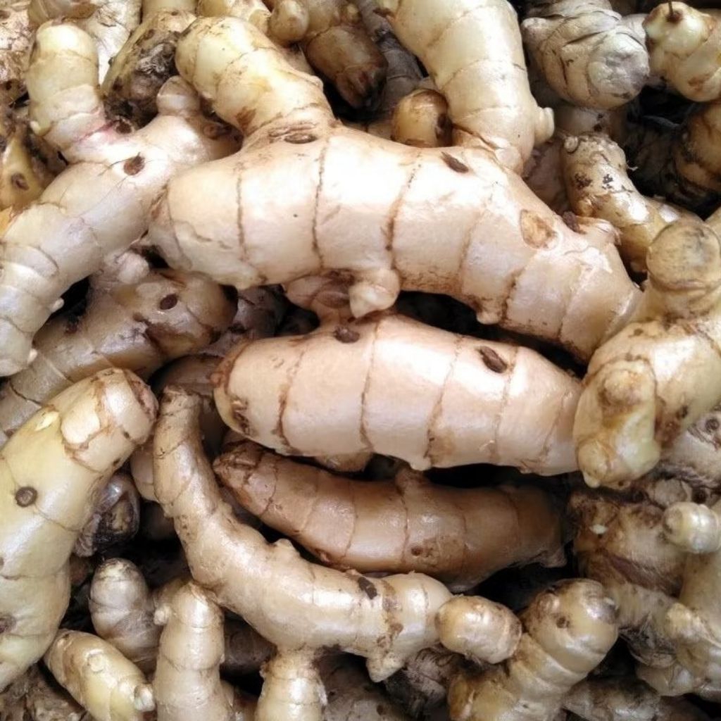 

Kunyit putih segar 1 kg fresh segar / bersih / Temu putih di ambil langsung dari kebun