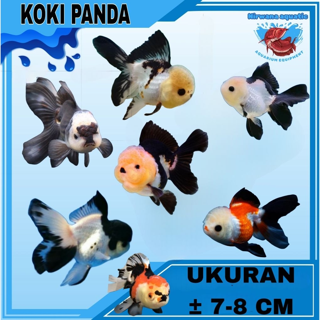 (INSTAN) KOKI PANDA (BLACK WHITE - TRICOLOR) GRADE A | UKURAN ±10-12 CM