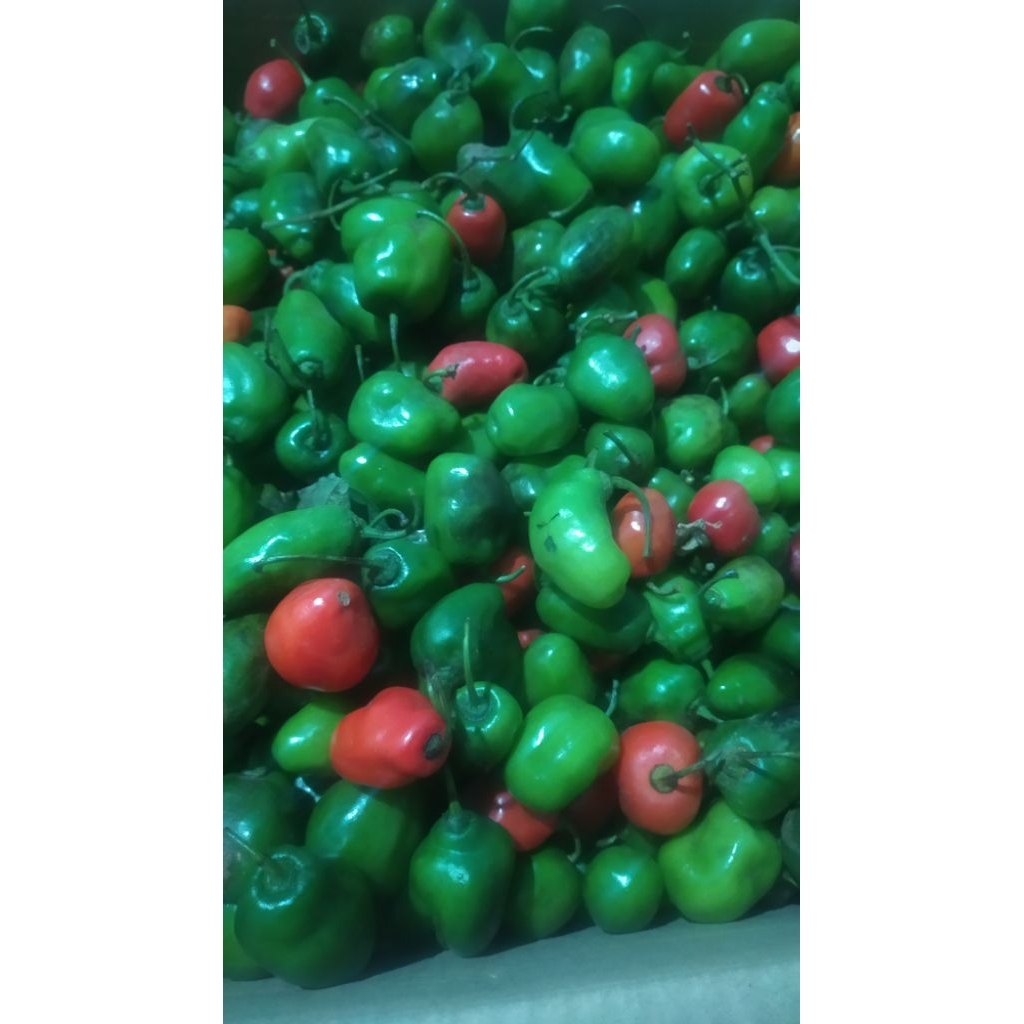 

cabai cabe gendot beby/ kecil