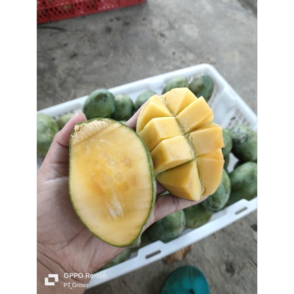 

MANGGA MADU MANALAGI