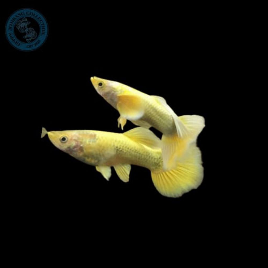 guppy full gold