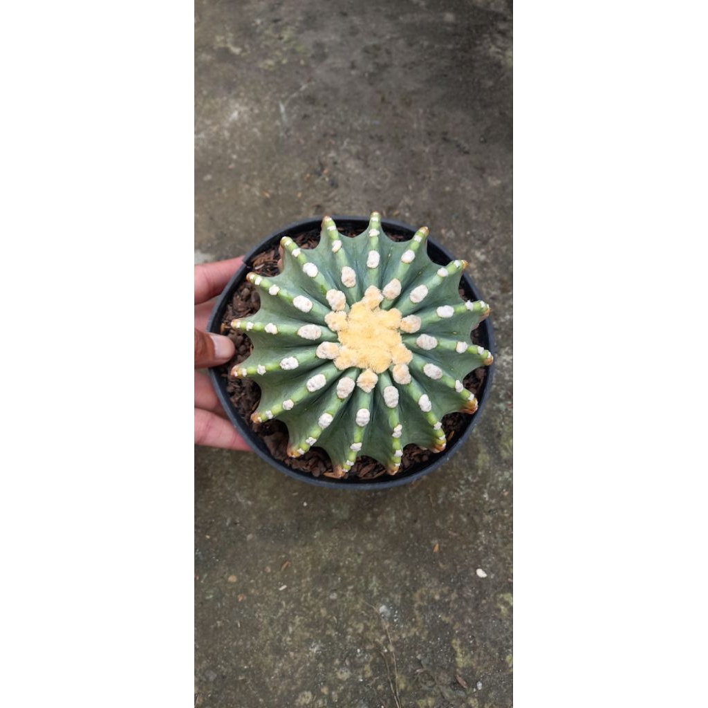 kaktus/fero cactus glauscencens inermis