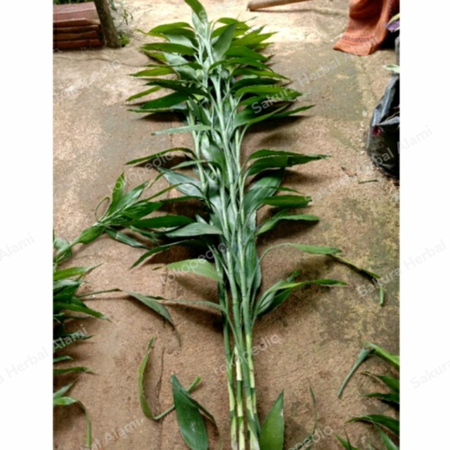 bibit bambu hoki tinggi 100cm