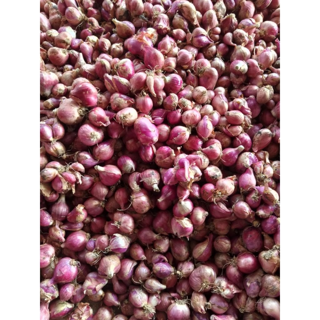 

Bawang Merah Brambang Tanggung kiloan