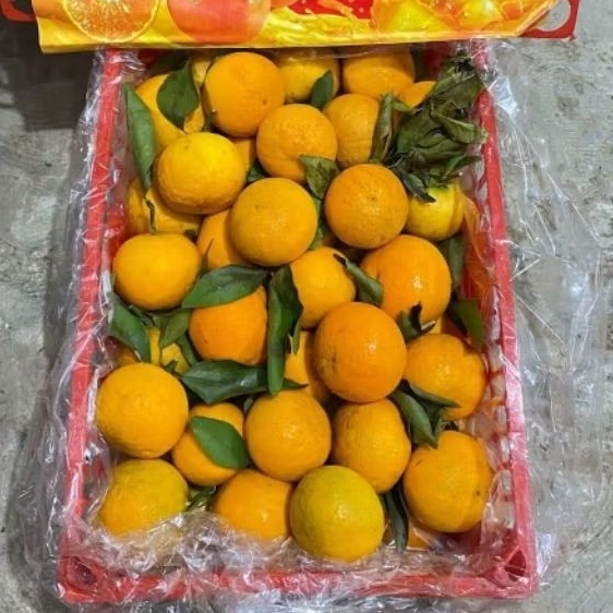 

JERUK MIKAM 1 KERANJANG 9kg