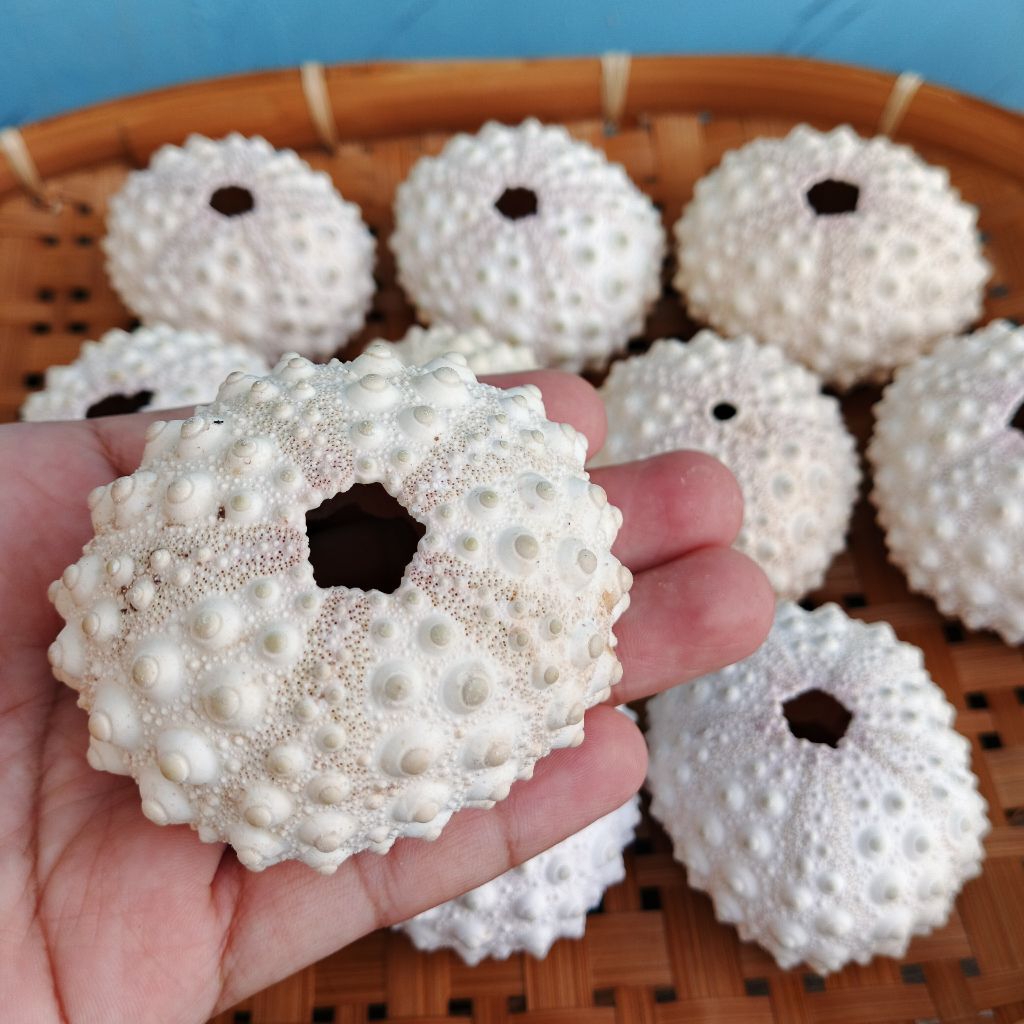 

Kerang landak laut jumbo - ukuran 6 - 7 cm - cangkang bulu babi besar - kerang hias - landak laut jumbo