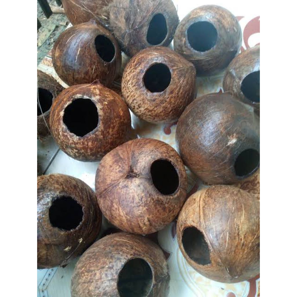 CUMPLUNG ,BATOK KELAPA UTUH,TEMPURUNG KELAPA UTUH