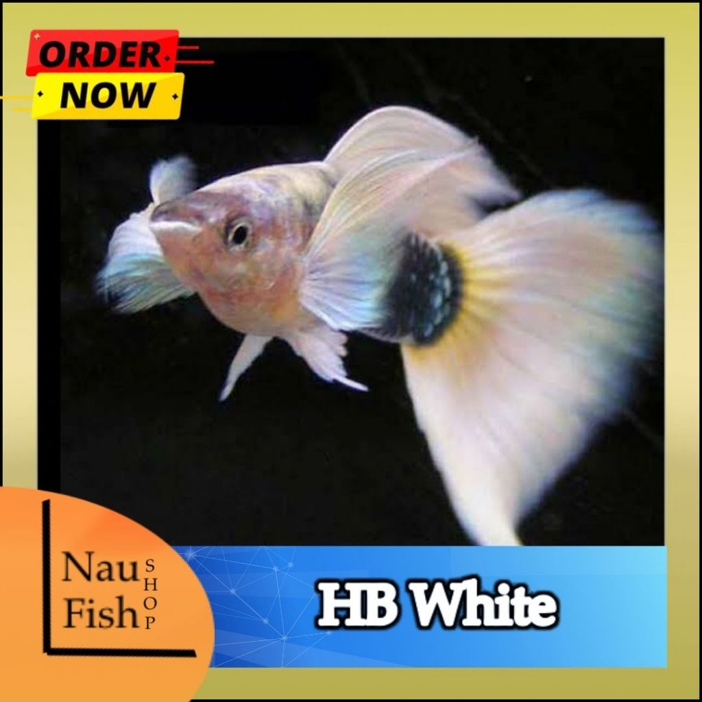 ikan guppy hb white Delta per pasang
