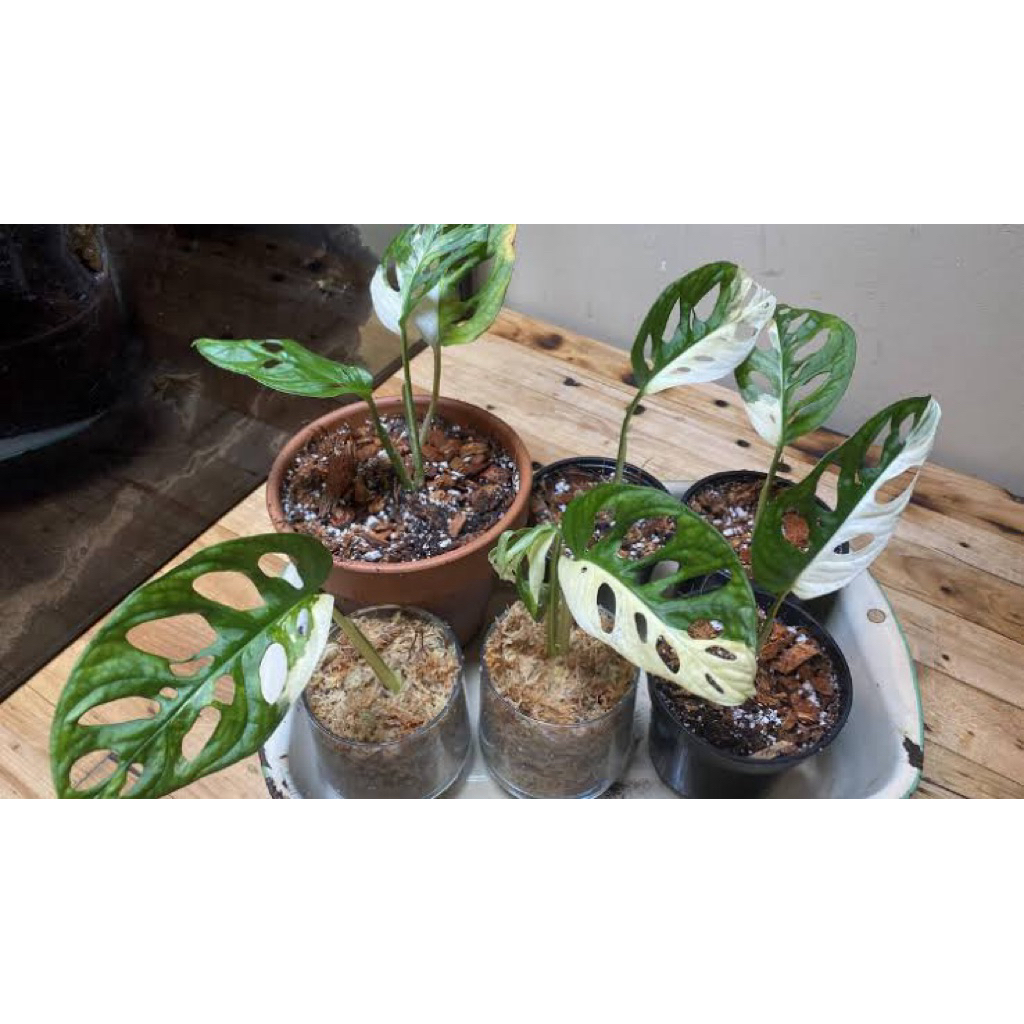 Janbol Jepang Varigata Putih 1-2 Daun Original / Janda Bolong Japan / Monstera Acuminata White Varie