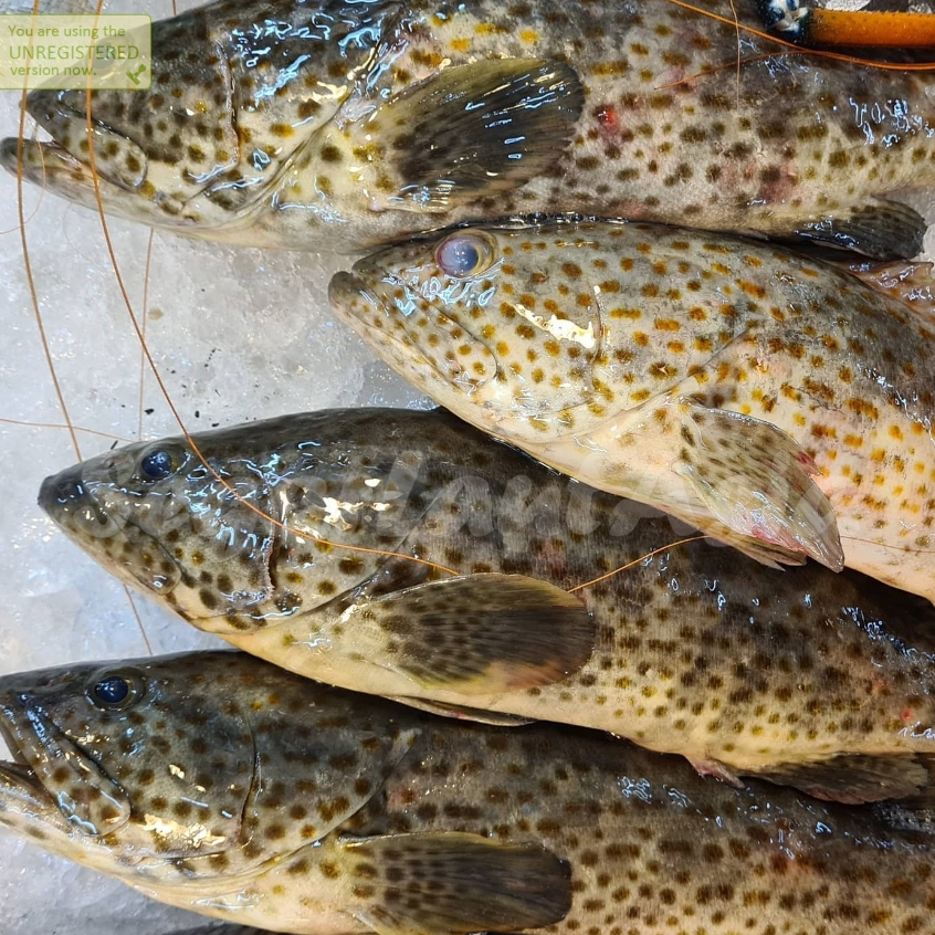 Ikan Kerapu 1Kg IKan Kerapu Segar 1Kg Ikan Kerapu Lumpur Seafood Ikan Laut Ikan Segar 1Kg Grouper Fi