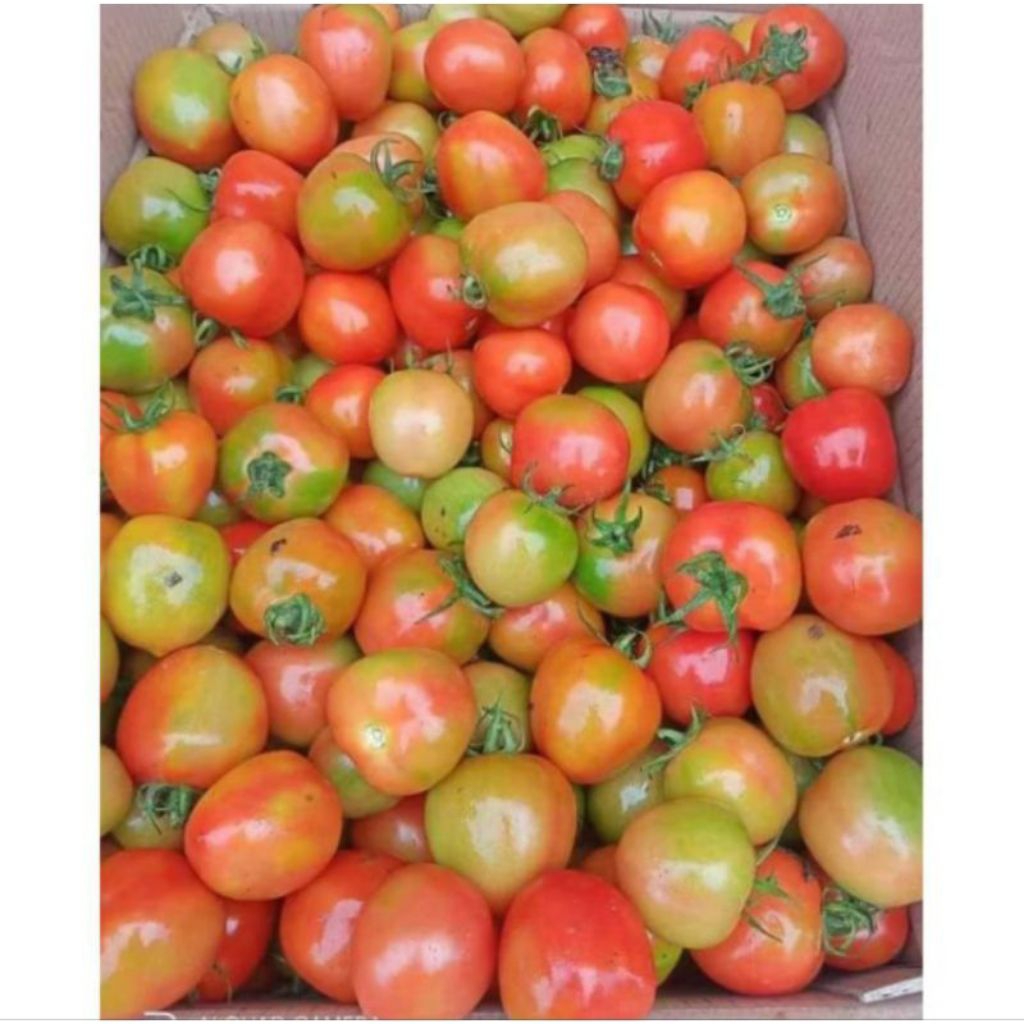 

tomat/tomat murah/tomat segar/tomat buah/tomat sayur