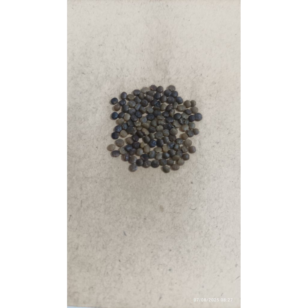 

..1gram biji indigofera untuk di semai sebagai pakan ternak