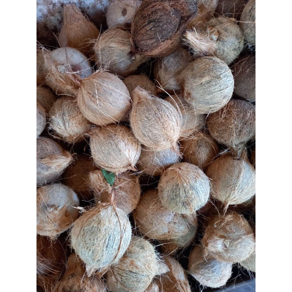 

KELAPA TUA SUPER JUMBO FRESH