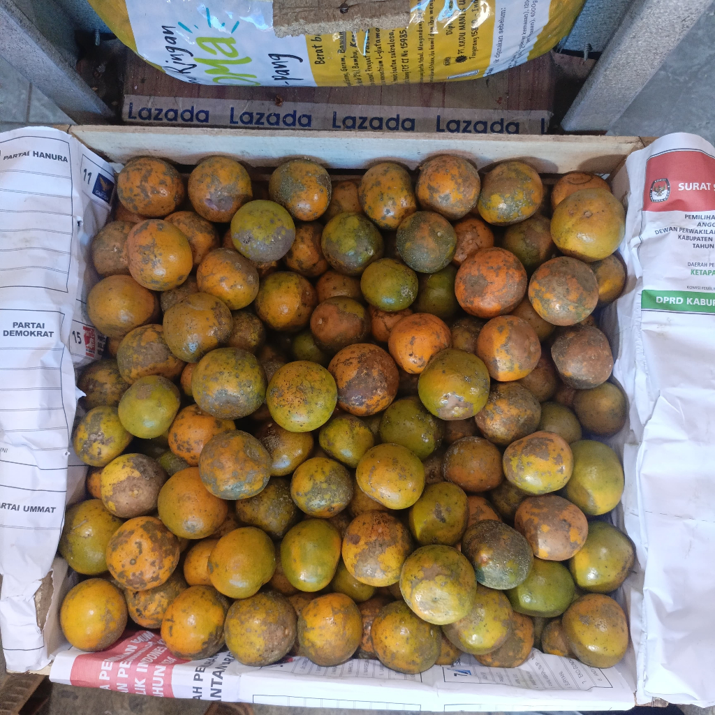 

Jeruk Siem Bali Manis Banyak Air segar